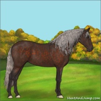 Horse Color:Silver Brown 