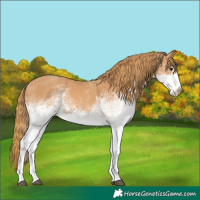 Horse Color:White Spotted Chestnut 