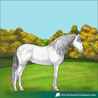 Horse Color:White Spotted Brown Sabino Splash Rabicano 