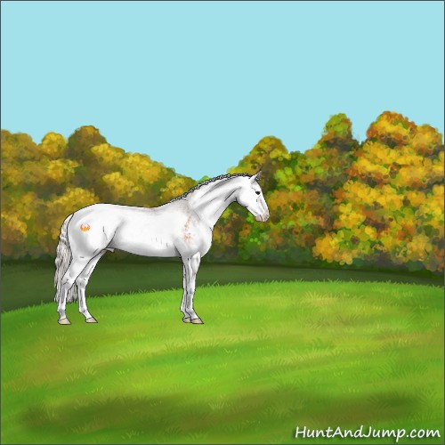 Horse Color:Silver Bay Onyx Sabino 