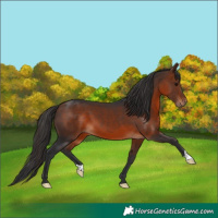 Horse Color:Bay 