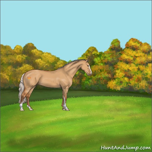 Horse Color:Silver Buckskin Dun Sabino 