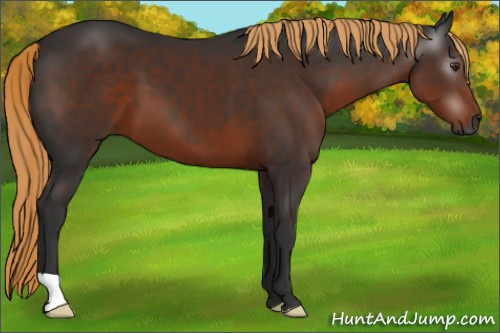 Horse Color:Gray Liver Chestnut