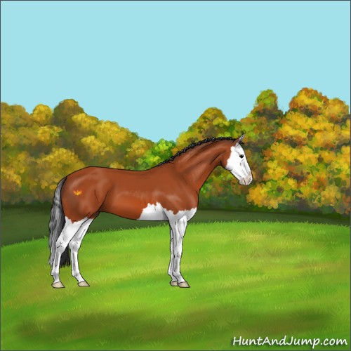 Horse Color:Bay Sabino Splash 