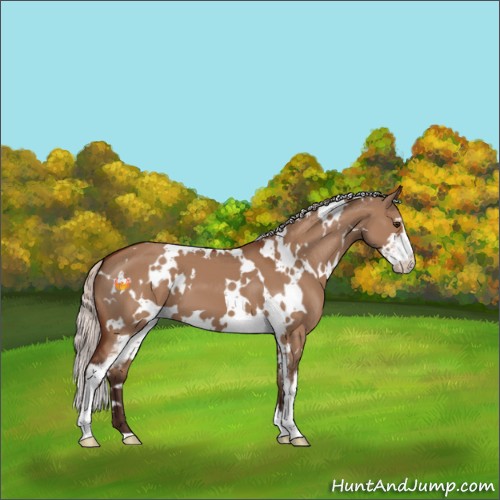 Horse Color:White Spotted Silver Brown Dun Sabino 