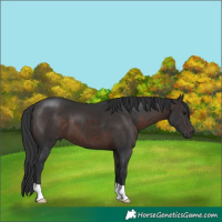 Horse Color:Brown 