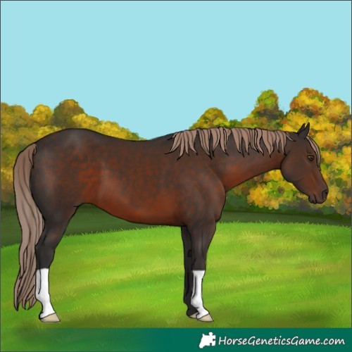 Horse Color:Liver Chestnut