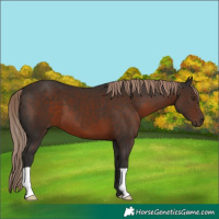 Horse Color:Liver Chestnut 