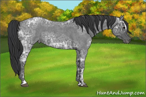 Horse Color:Blue Ice Roan Sabino 