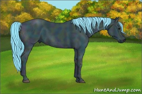 Horse Color:Watercolor Midnight Black Ice 