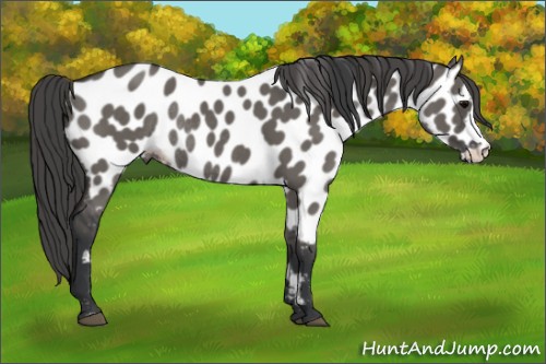 Horse Color:Grullo Appaloosa Rabicano 