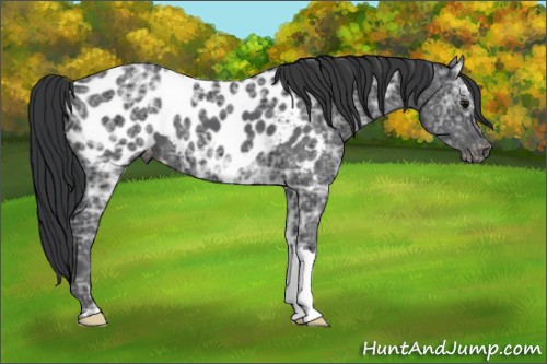 Horse Color:Black Ice Appaloosa 