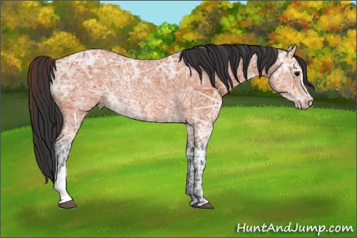Horse Color:Bay Ice Roan Rabicano 