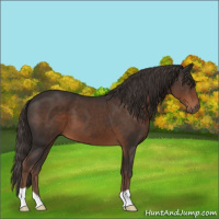 Horse Color:Liver Chestnut