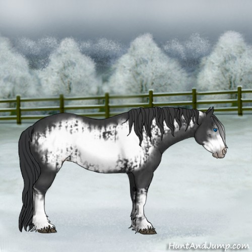 Horse Color:Black Frame  and Black Frame 