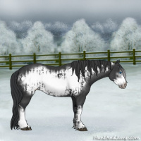 Horse Color:Black Frame  and Black Frame 