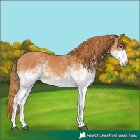 Horse Color:White Spotted Chestnut 