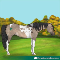 Horse Color:Brown Dun Tobiano 
