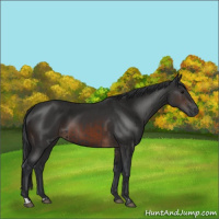 Horse Color:Black  and Brown 