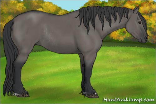 Horse Color:Grullo and Grullo Rabicano
