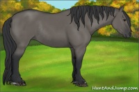 Horse Color:Grullo  and Grullo Rabicano 