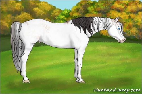 Horse Color:Bay Dun Sabino Splash 