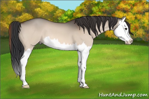 Horse Color:Bay Dun Splash 