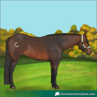 Horse Color:Brown 