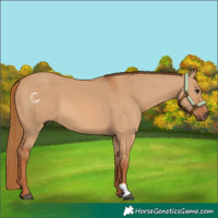 Horse Color:Red Dun 