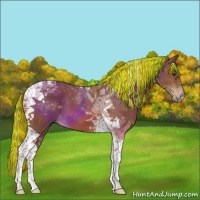 Horse Color:Painted Chestnut Tobiano 