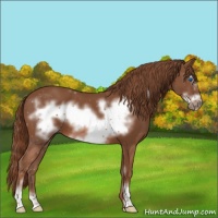 Horse Color:Chestnut Sabino Frame 