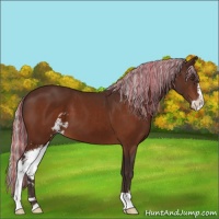 Horse Color:Painted Silver Brown Sabino Appaloosa 