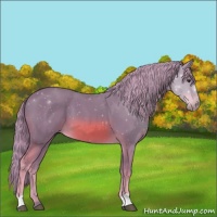 Horse Color:Watercolor Chestnut 