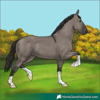 Horse Color:Smoky Grullo