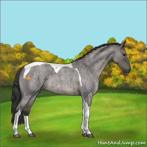 Horse Color:Grullo Roan Tobiano Rabicano 