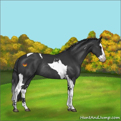 Horse Color:Black Splash Tobiano Rabicano 