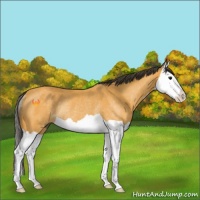 Horse Color:Buckskin Splash Rabicano 