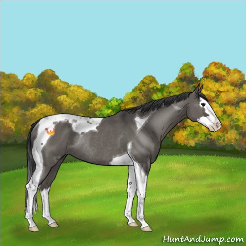 Horse Color:Grullo Splash Tobiano Rabicano 