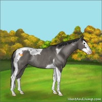 Horse Color:Grullo Splash Tobiano Rabicano 