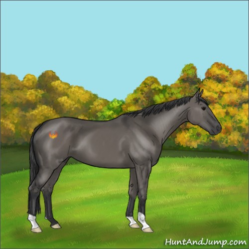 Horse Color:Grullo 
