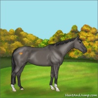 Horse Color:Grullo 