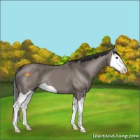 Horse Color:Grullo Splash 