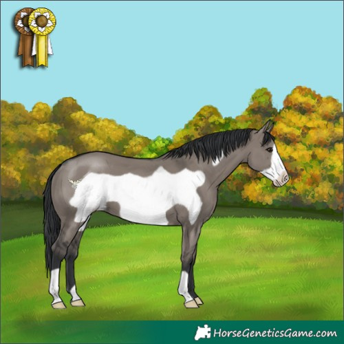 Horse Color:Grullo Frame 