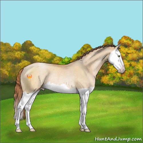 Horse Color:Bay Pearl Dun Splash Rabicano 