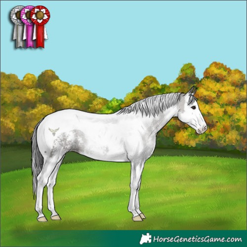 Horse Color:Grullo Sabino Splash Tobiano 