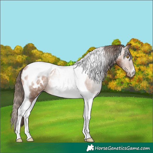 Horse Color:Gray Bay Pearl Tobiano Appaloosa 