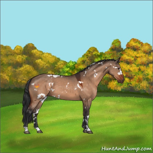 Horse Color:White Spotted Bay Dun Sabino 