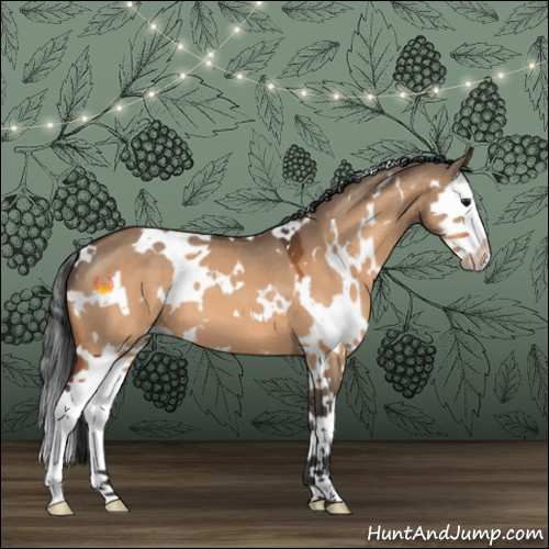 Horse Color:White Spotted Bay Dun Splash 