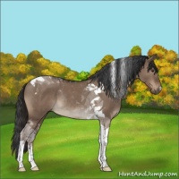 Horse Color:Liver Red Dun Tobiano Rabicano 