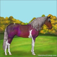 Horse Color:Silver Brown Roan Tobiano 